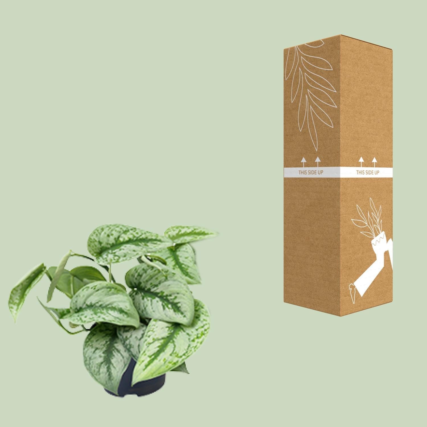 trebie pothos Scindapsus Pictus Trebie (Silvery Ann Pothos) ↑ 15 cm – urbanjngl.com