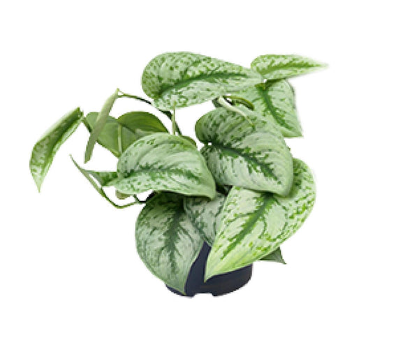 silvery ann pothos for sale Scindapsus Pictus Trebie (Silvery Ann Pothos) ↑ 15 cm – urbanjngl.com