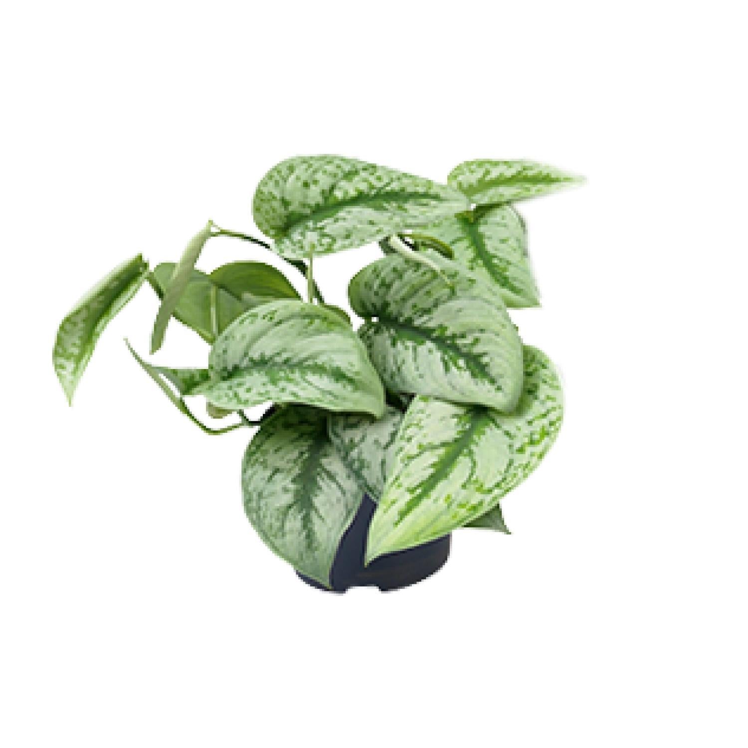 silver ann vs satin pothos Scindapsus Pictus Trebie (Silvery Ann Pothos) ↑ 15 cm – urbanjngl.com