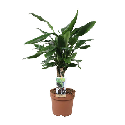 Dracaena Fragrans Steudneri Green (Drachenblutbaum) ↑ 17 cm