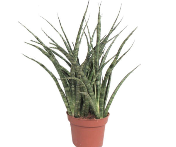 bogenhanf fernwood Sansevieria Fernwood Punk (Bogenhanf) ↑ 35 cm – urbanjngl.com