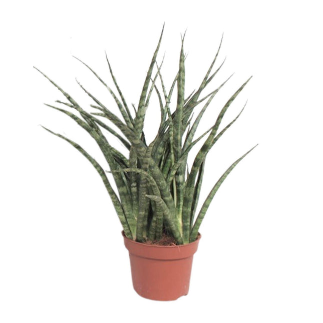 fernwood snake plant Sansevieria Fernwood Punk (Snake Plant) ↑ 35 cm – urbanjngl.com