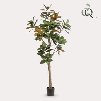 Magnolia Grandiflora - Abelia - 180 cm - Artificial plant