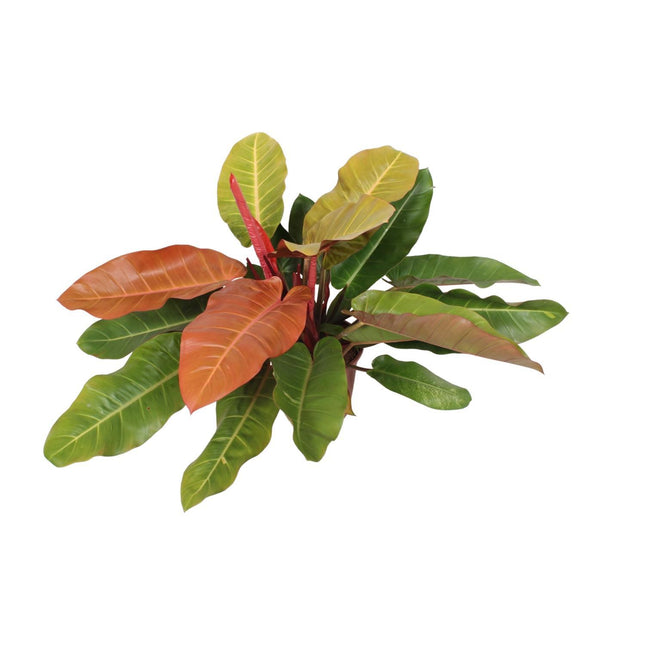 Philodendron Prince Of Orange (Heartleaf Philodendron) ↑ 75 cm