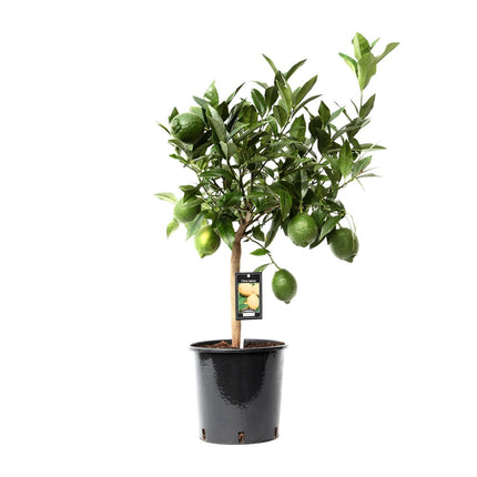 Citrus Green Lime (Limettenbaum) ↑ 85 cm