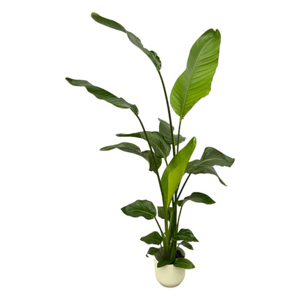 Strelitzia Nicolai (Paradiesvogelpflanze) + Elho Vibes Fold Round Weiß ↑ 130 cm