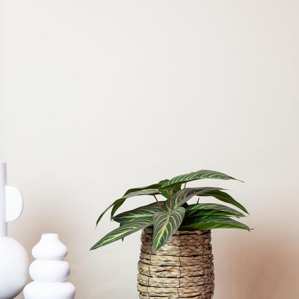 Calathea Zebrina - Schaduwplant - 38 cm - Kunstplant