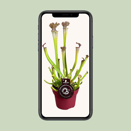 Sarracenia Farnhamii (Kannenpflanze) ↑ 40 cm