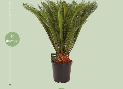 Cycas Revoluta (Sago Palm) ↑ 90 cm