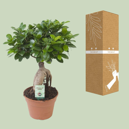 Ficus Ginseng - Ø 17cm - ↑ 40cm - Bonsai