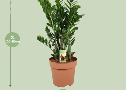 Zamioculcas Zamiifolia (ZZ Plant) ↑ 110 cm