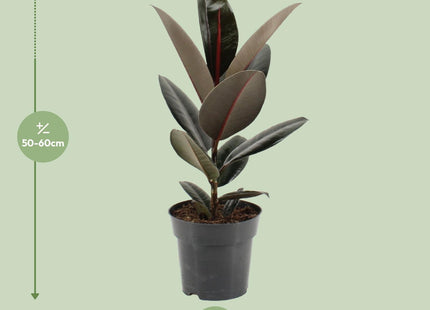 Ficus Elastica Abidjan (Gummibaum) ↑ 55 cm