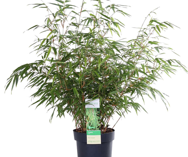 bambus fargesia rufa wachstum Fargesia rufa (Bamboo) ↑ 60 cm – urbanjngl.com