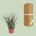 sansevieria punk Sansevieria Fernwood Punk (Snake Plant) ↑ 35 cm – urbanjngl.com