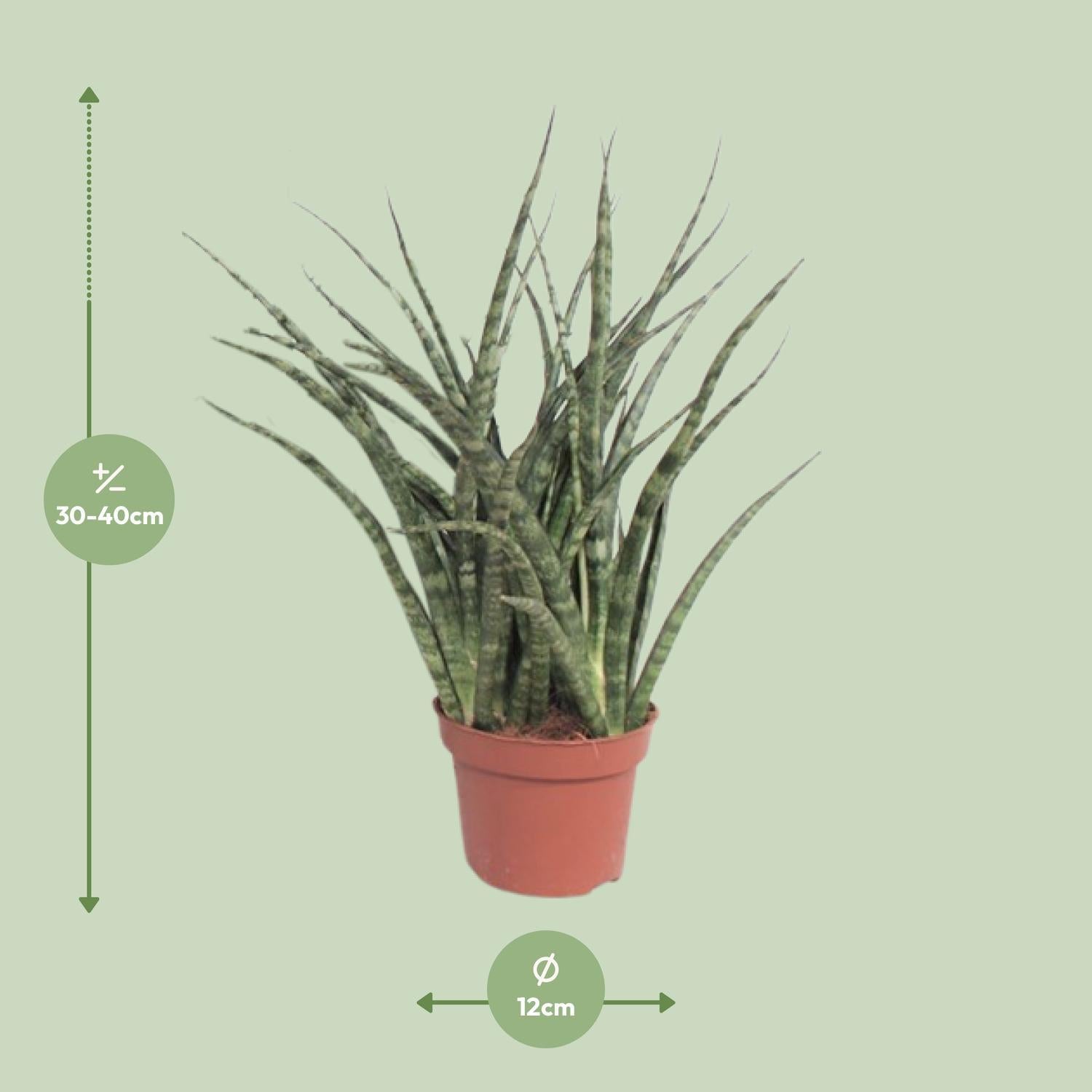 sansevieria fernwood punk Sansevieria Fernwood Punk (Snake Plant) ↑ 35 cm