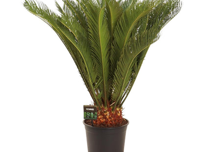 Cycas Revoluta (Sago Palm) ↑ 90 cm