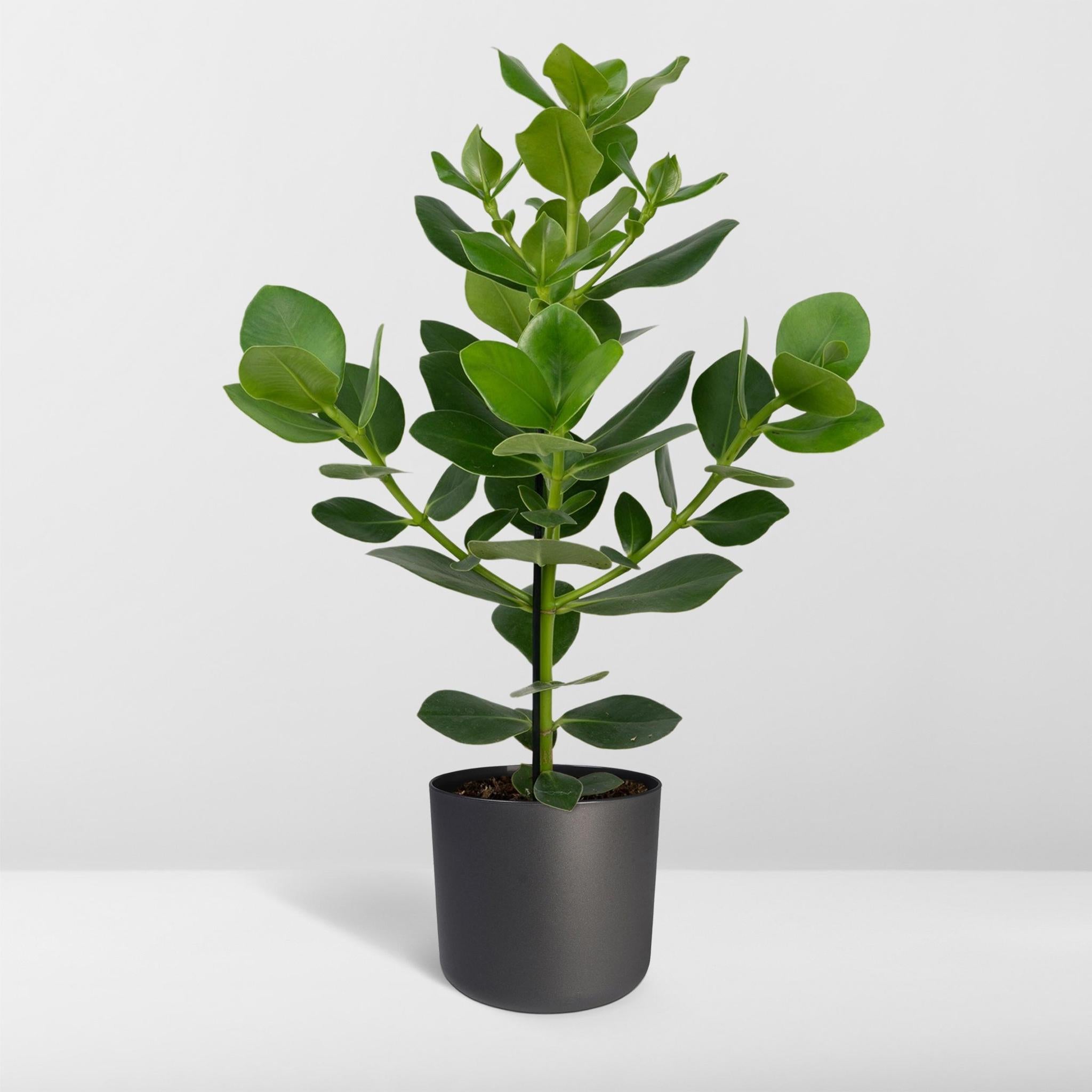 clusia indoor plant care Clusia Rosea Princess (Autograph Tree) ↑ 60 cm – urbanjngl.com