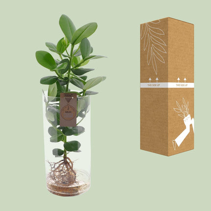 Clusia (Autograph Tree) In Cylinder Glass XXL ↑ 60 cm