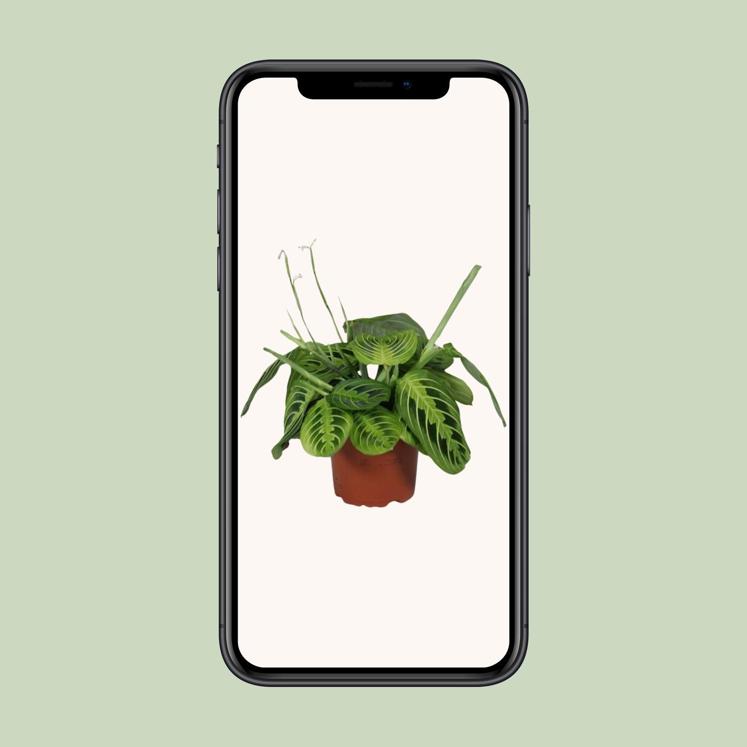 house plant phone case Maranta Leuconeura Fascinator Lemon Lime - Ø12cm