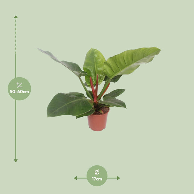 Philodendron Imperial Green (Aronskelkplant) ↑ 60 cm