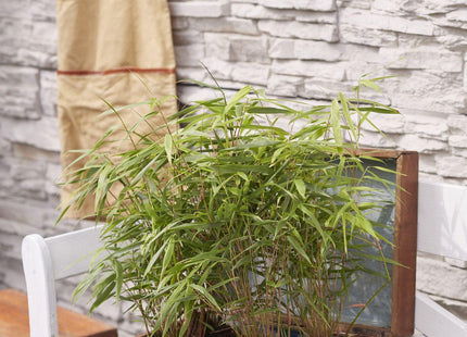 Fargesia rufa (Bambuspflanze) ↑ 40cm