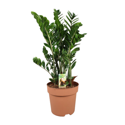 Zamioculcas Zamiifolia (Aronskelkplant) ↑ 110 cm