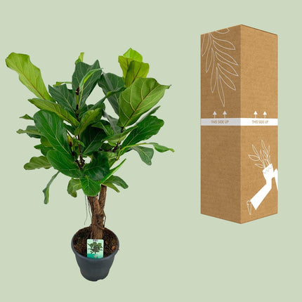 Ficus Lyrata (Vioolbladplant) ↑ 100 cm