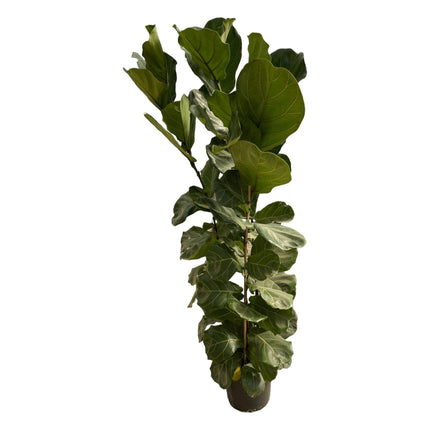 Ficus Lyrata (Vioolbladplant) ↑ 180 cm 
