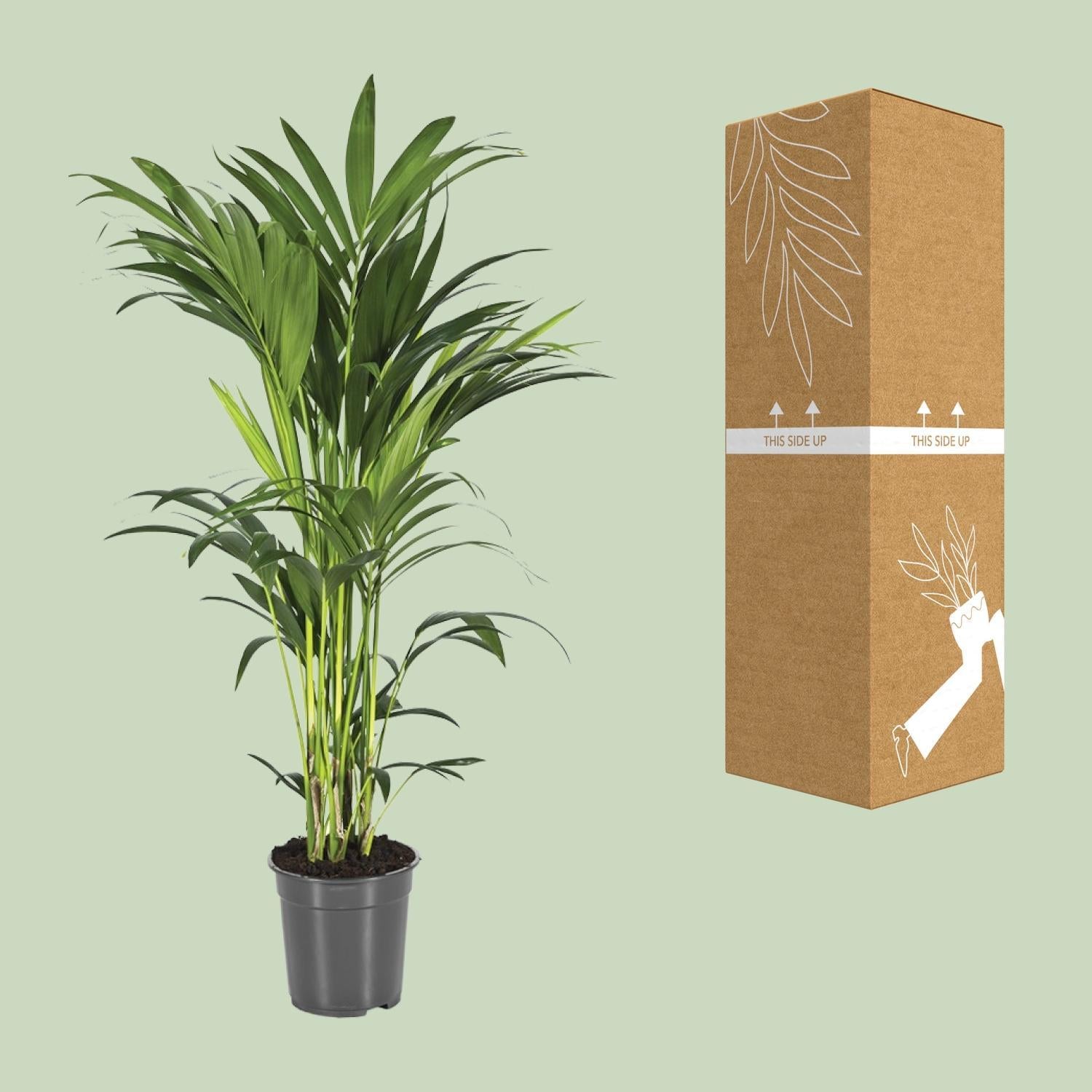 howea forsteriana indoor plants Howea Forsteriana (Kentia Palm) ↑ 100 cm – urbanjngl.com