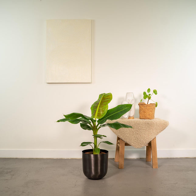 Musa Dwarf Cavendish - ↨90cm - Ø21cm + Pot Mayk Lead