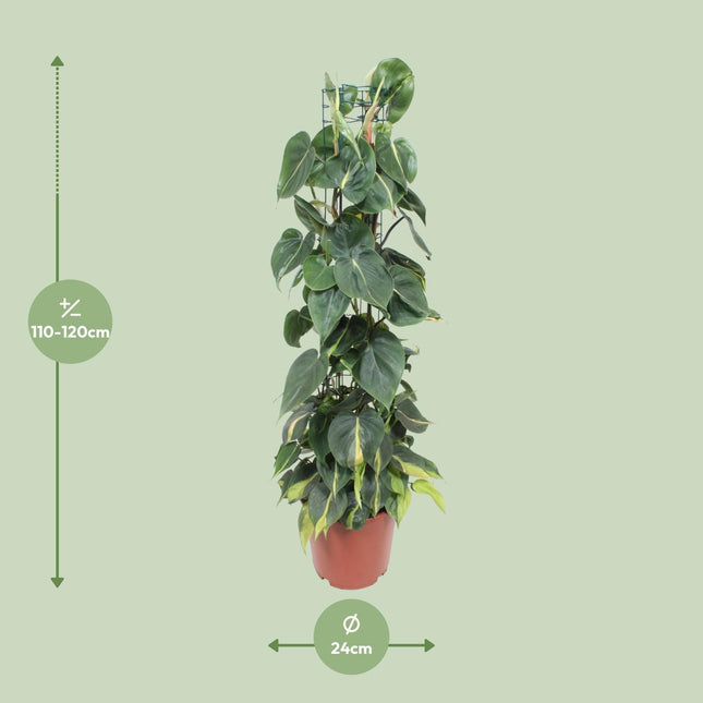 philodendron scandens plant Philodendron Scandens Brasil (Heartleaf Philodendron) ↑ 120 cm – urbanjngl.com