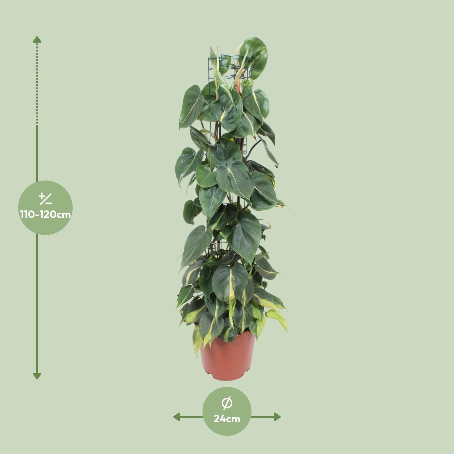 brasil heart leaf philodendron Philodendron Scandens Brasil (Heartleaf Philodendron) ↑ 120 cm – urbanjngl.com