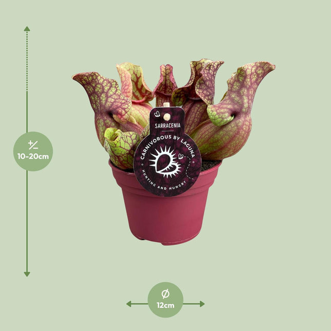 Sarracenia Venosa (Venosa Pitcher Plant) ↑ 20 cm