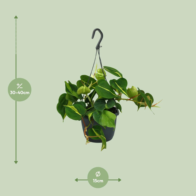 Philodendron Scandens Brasil (Heartleaf Philodendron) ↑ 35 cm
