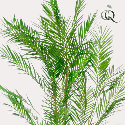 Chamaedorea Elegans - Bergpalm - 120 cm - Kunstplant