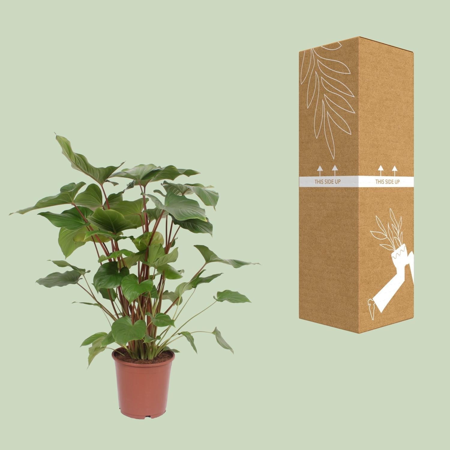 philodendron cardboard Homalomena Rubescens Maggy (Heartleaf Philodendron) ↑ 90 cm