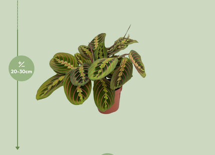 Maranta Fascinator (Prayer Plant) ↑ 20 cm