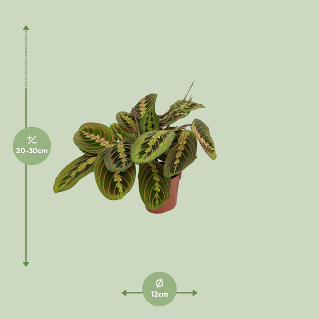 Maranta Fascinator (Prayer Plant) ↑ 20 cm