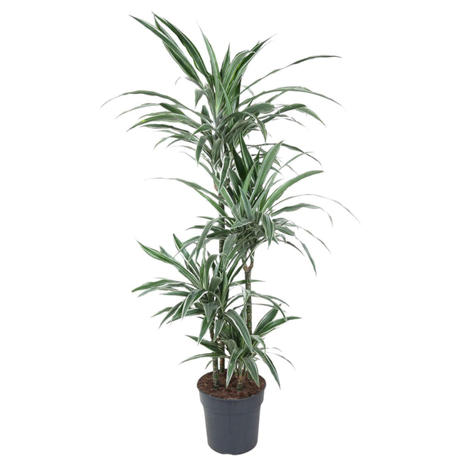 Dracaena Warneckei (Dragon Tree) ↑ 150 cm