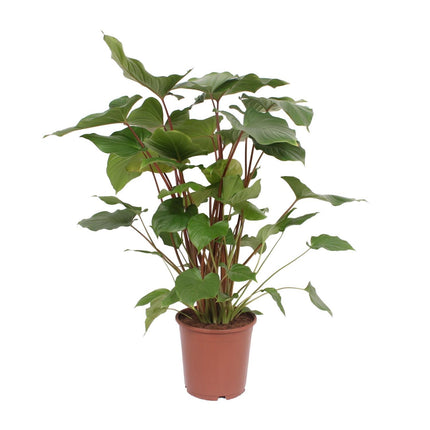 Homalomena Rubescens Maggy (Herzblatt-Philodendron) ↑ 90 cm