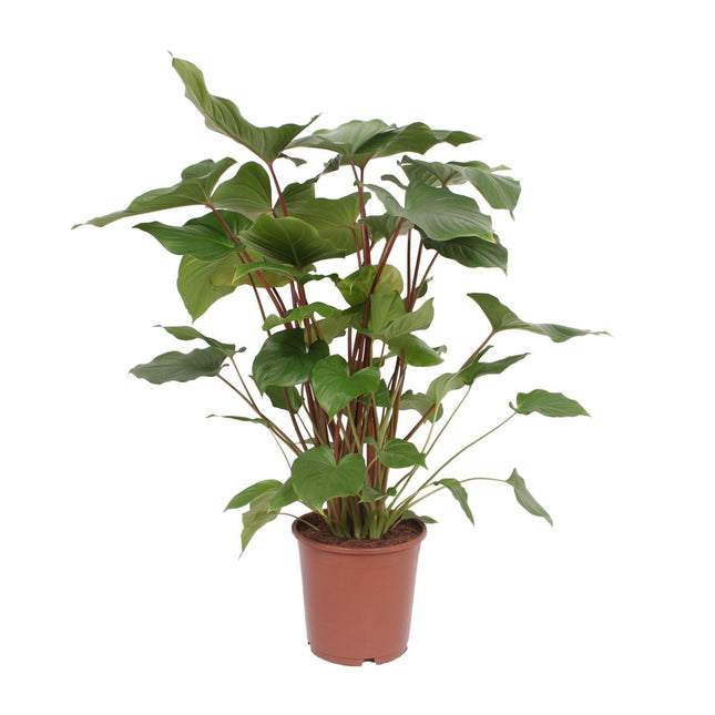 homalomena vs philodendron Homalomena Rubescens Maggy (Heartleaf Philodendron) ↑ 90 cm
