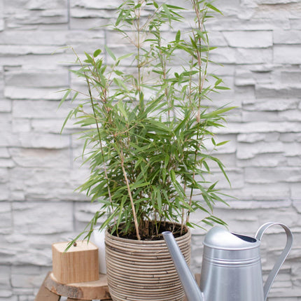 Fargesia rufa (Bamboe) ↑ 60 cm