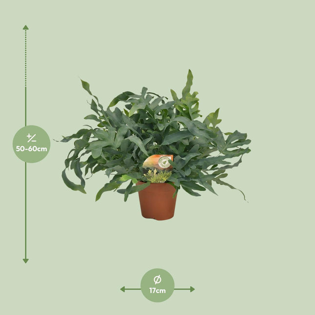 Phlebodium Blue Star (Blue Fern) ↑ 60 cm