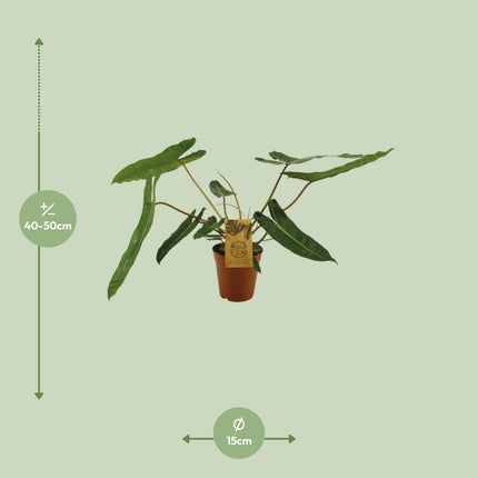 Philodendron Billetiae (Hangplant)↑ 50 cm