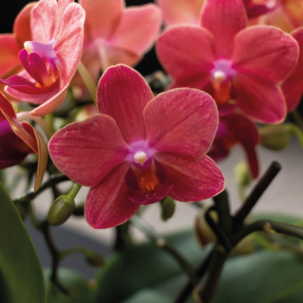Scandic cadeauset terracotta | Plantenset met oranje Phalaenopsis orchidee en vetplanten - Inclusief keramische potten