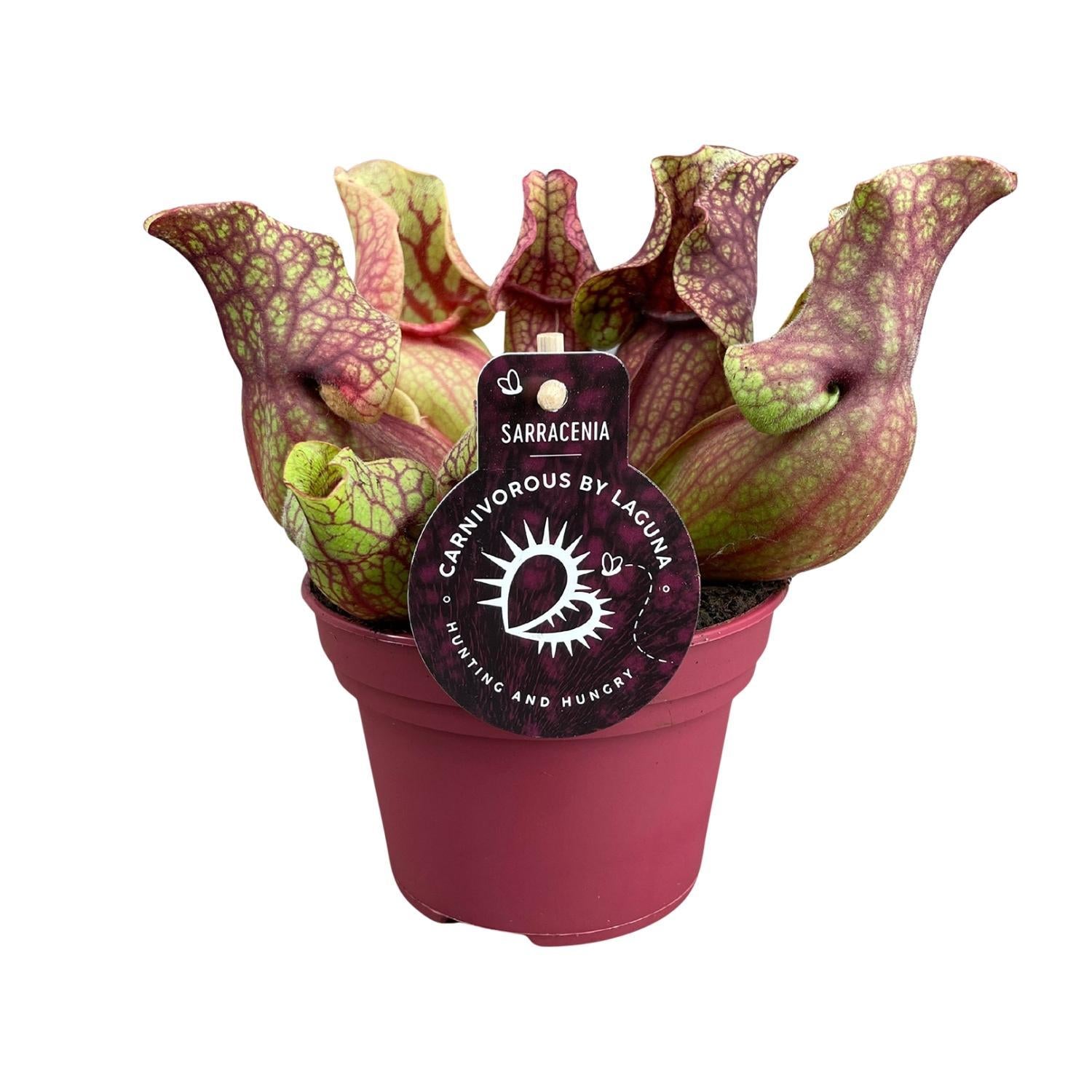 venosa succulent Sarracenia Venosa (Venosa Pitcher Plant) ↑ 20 cm – urbanjngl.com