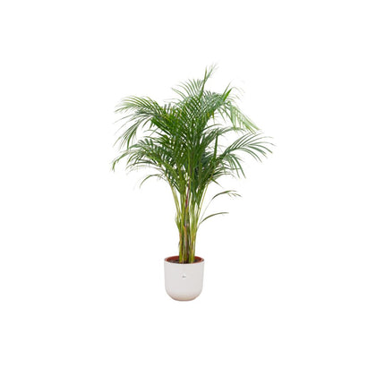 Combi deal - Areca palm (Goudpalm) + Elho Jazz Round ↑ 140 cm