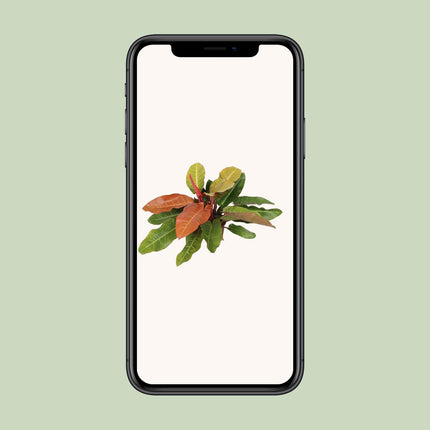 Philodendron Prince Of Orange (Herzblatt-Philodendron) ↑ 75 cm
