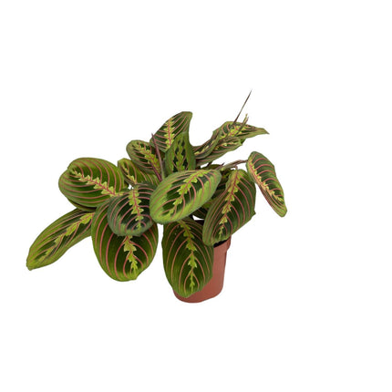 Maranta Fascinator (Prayer Plant) ↑ 20 cm