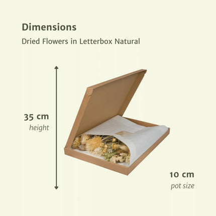 Droogbloemen in brievenbus doos - Letterbox Natural - Droogboeket - 35cm - Ø10